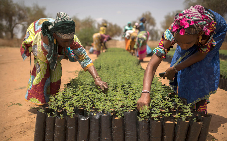 Mujeres de Senegal preparan retoños para plantarlos en la Gran Muralla Verde