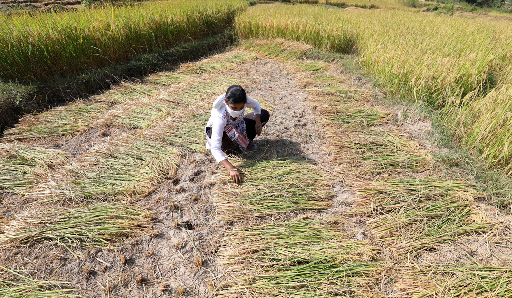 Una mujer trabaja en un arrozal de Samloti