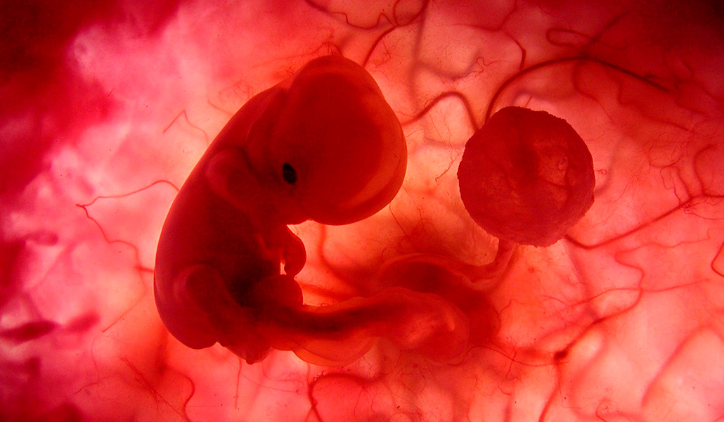 Imagen de un feto, de unas 8/10 semanas, del documental 'En el vientre materno', de National Geographic Channel