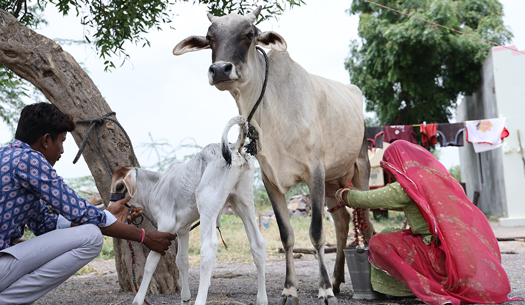 Proyecto de seguridad alimentaria de Manos Unidas en Barmer, Rajasthan, India