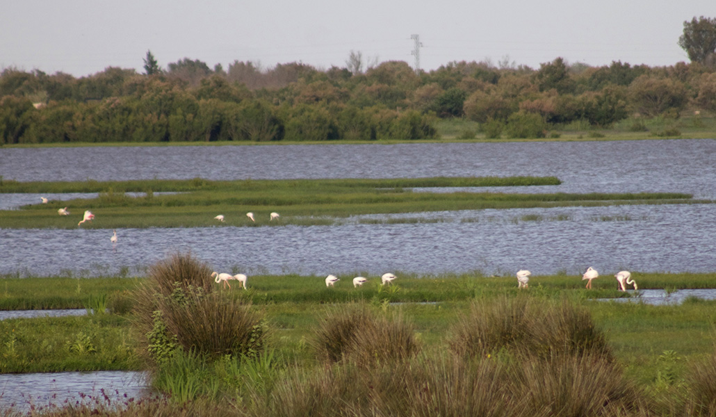 Las marismas de Doñana