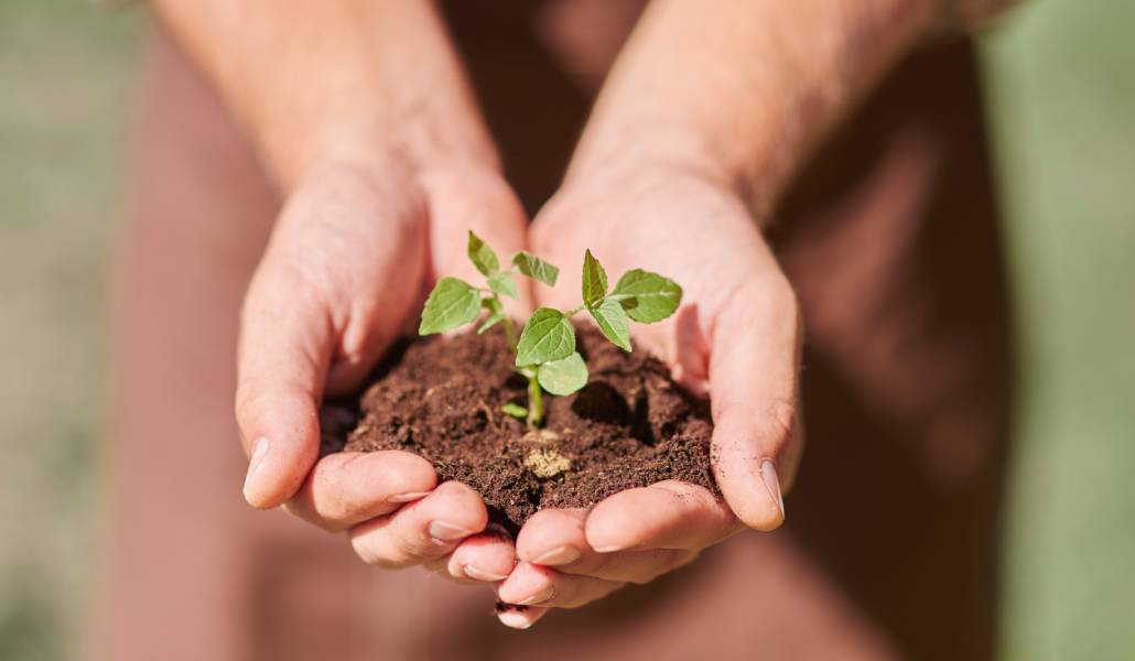 Foto de recurso de unas manos sosteniendo una planta