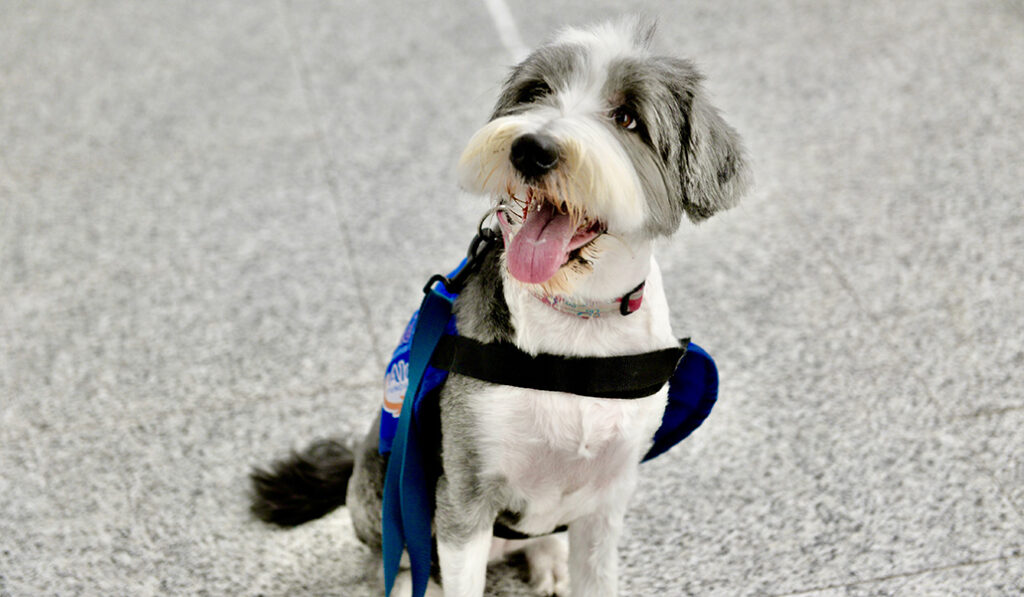 Dama, la otra perrita.