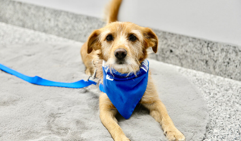 Tres, uno de los perros de terapia.