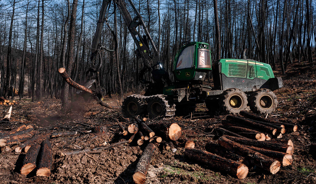 Foto de recurso de la tala de árboles