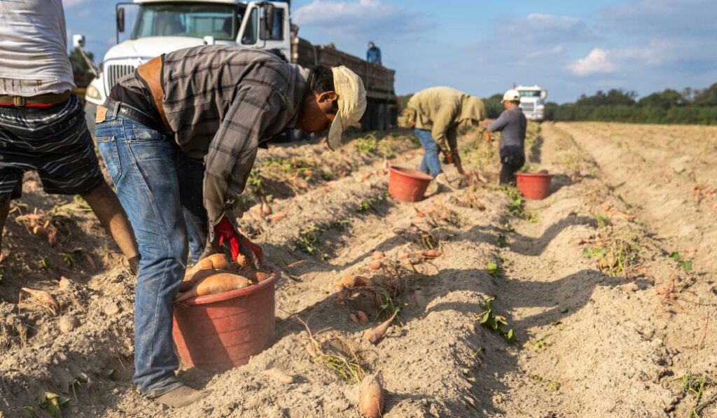 «Los agricultores perciben que los requisitos reguladores y medioambientales no son los mismos». Foto:  Mark Stebnicki/Pexels.