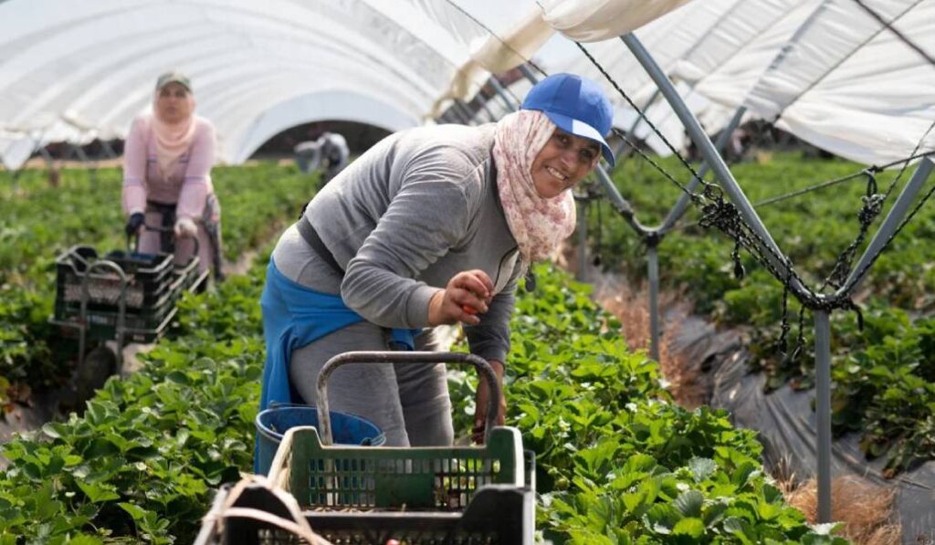 Temporeras de la fresa en Almonte (Huelva). Foto ABC / Maya Balanya.