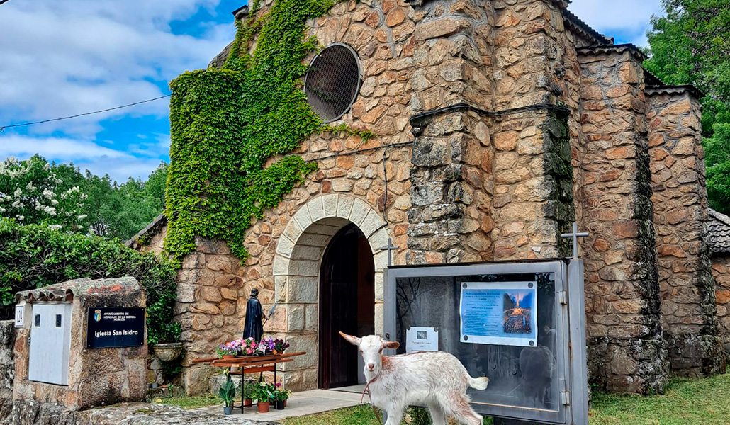 Una de las cabras del cura, delante de la iglesia.