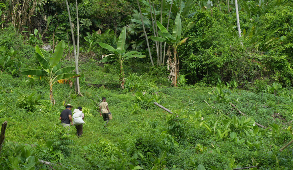 Fray Carlos Manuel Gutiérrez recorre la sierra del Perijá guiado por nativos.