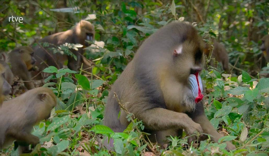 Los primates son los protagonistas de uno de los capítulos.