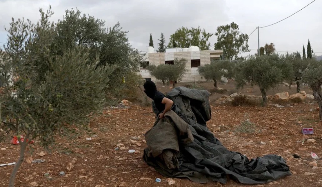 Familias palestinas recogen la cosecha de sus olivos tras un ataque de colonos en Abu Falah, Cisjordania. Foto: EFE / EPA / Atef Safadi.